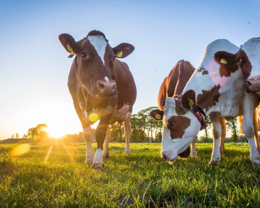 A close up shot of four cows in a field with the sun setting behind them. One of them is looking a two of them are looking at the camera, whilst the other two are eating the grass from the field.