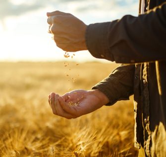 Farmers hands holding a handful of wheat grains in a wheat field. He is holding one hand above the other, emptying the grains from one hand into his hand at the bottom. This is a close up shot.