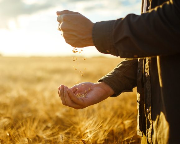 Farmers hands holding a handful of wheat grains in a wheat field. He is holding one hand above the other, emptying the grains from one hand into his hand at the bottom. This is a close up shot.