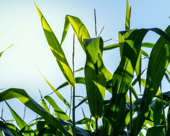 This is a close up of wheat in the field, with a focus being on the thick leaves. The sun is shining down on the wheat, which is causing an abundance of shadows and light passing through the leaves.